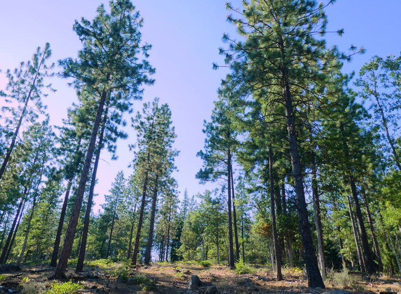 Brooks Memorial State Park, Washington, USA